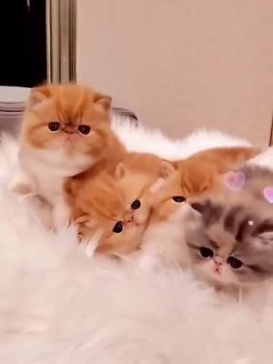 A post by @treasondm2415 on TikTok caption: #foryou #kitty #cat