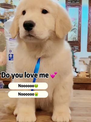 A post by @captaindog77 on TikTok caption: Do u love me 💕#dog #puppy #fypシ