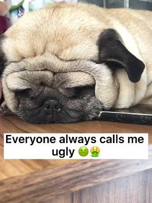 A post by @captaindog77 on TikTok caption: Am I that ugly?#tiktok #dog #foryou