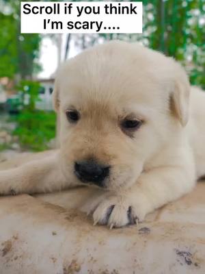 A post by @captaindog77 on TikTok caption: Am i that scary?🥺#puppy #dog #foryou #fypシ #pet