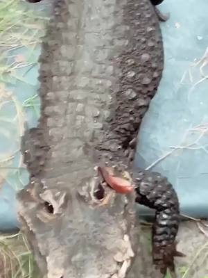 A post by @primitivepredator on TikTok caption: Douglas! Not so innocent haha #crocodile #cute #reptile #reptiles #animals #wildlife #sactuary #pet #nature #florida