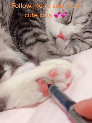 A post by @dhltz948895270 on TikTok caption: #foryou #kitty #cat