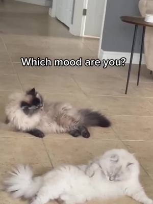 A post by @cat08020802 on TikTok caption: #cat #catfunny #catsoftiktok #catchchallenge