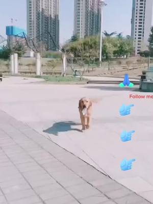 A post by @luckydog595 on TikTok caption: Dogs are the most loyal friends #dog #dogs #petdog #petvlog #pet #doggo #tiktok #foryou #fyp