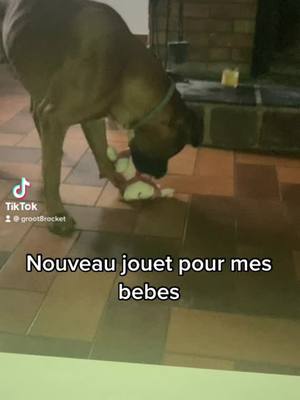 A post by @groot8rocket on TikTok caption: Destructeur bonjour #dobermann #boxer #foryou #foryoupage #jeux #dog