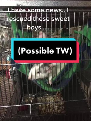 A post by @reptileandmammalexpress on TikTok caption: #greenscreen #fyp #foryou #foryoupageofficiall #viral #rats #cute #sad #pray #pets #motivation #viralvideos #viraltiktok #alive #strong #boy #ratrat