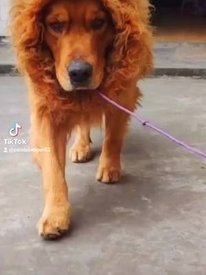 A post by @pandakeeper42 on TikTok caption: #dog