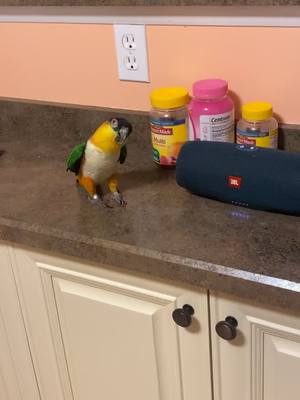 A post by @therealgerlt on TikTok caption: He really gettin it #bird #birdsoftiktok #caique