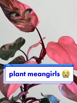 A post by @joy_daydreams on TikTok caption: the meangirls of the plant world atp. 😭🌿 #planttiktok #variegatedmonstera #AsSceneOnTubi #planthumor