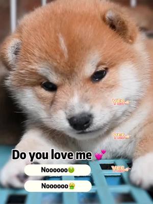 A post by @captaindog77 on TikTok caption: I love you all💕#dog #foryou #fypシ #puppy #pet