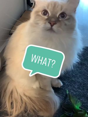 A post by @kusshicat on TikTok caption: #catsoftiktok #talktome #hiddengem