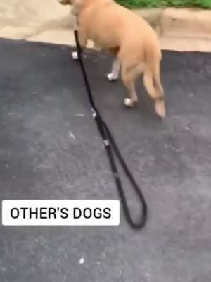 A post by @dog_club88 on TikTok caption: #greenscreenvideo #dog #happy #happydog #dogwater #dogs #dogsvideo