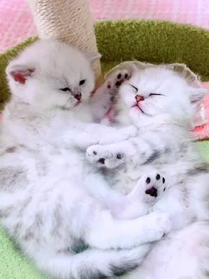 A post by @hello_sssoftcat on TikTok caption: Guess kittens are sleeping or not? Ababa how adorable? #foryou #sleepy #kitten #kitty #fyi #cute