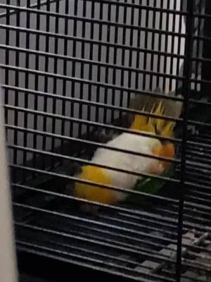 A post by @therealgerlt on TikTok caption: He really be slidin #bird #birdsoftiktok #