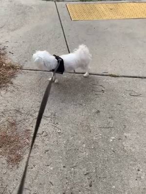 A post by @dog_club88 on TikTok caption: moonwalk😂😂 #moonwalk #dog #happydog #dogs #dogsvideo