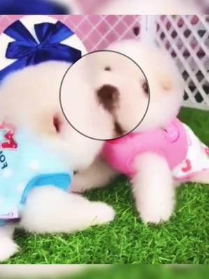 A post by @kruefun on TikTok caption: #sweet #lovedogs #cutedog #minidog