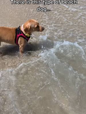 A post by @jolie.1019 on TikTok caption: *watches from a distance, anxiously wags tail* #beachvibes #dogsoftiktok #foryou #fyp #vineenergy