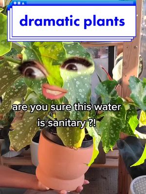 A post by @joy_daydreams on TikTok caption: what is ur pickiest houseplant? 😩🌿 #planttiktok  #plantmom  #drama #plantparent  #houseplant