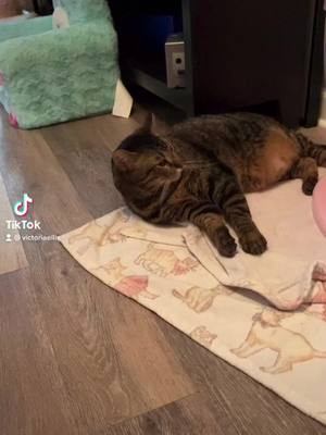 A post by @victoriajansen3 on TikTok caption: good donut #donut #catsoftiktok #fypシ