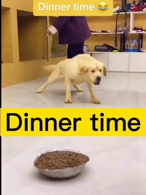 A post by @fjh611a on TikTok caption: Dinner time 😂#foryou #pet #dog #funnyvideo