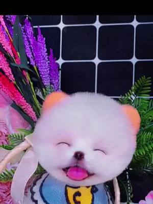 A post by @khadelong on TikTok caption: Take me home 💕#puppy #dog #foryou #fypシ #cute