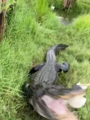 A post by @primitivepredator on TikTok caption: Tag someone you think would do this!How good is your aim??  #gator #alligator #animal #sanctuary #wildlife #Love #florida #pet #PetsOfTikTok #reptile