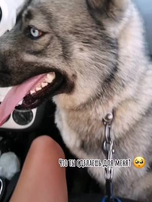 A post by @huskygrey_0 on TikTok caption: Помогите с активом, моя мечта добить 200к хасят👾💚🥺 #wolfgreyhusky #husky #200к