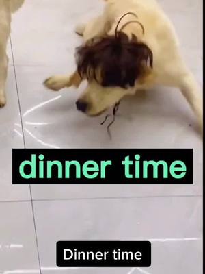 A post by @fjh611a on TikTok caption: Dinner time #pet #foryou #dog #cute