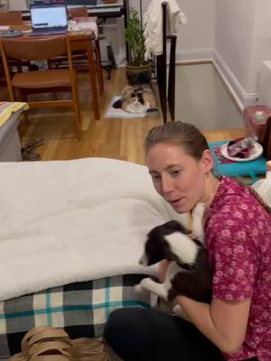 A post by @fluffandpudge on TikTok caption: Only child, spoiled child. Not any longer. IG: @WillowSnootson #chonkycat #chonk #nyc #cherllyod #whippet #catsofny  #puppy #fyp #catsoftiktok