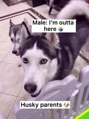 A post by @ashleycutepet on TikTok caption: Who is a better parent? 🐶 #husky #huskypuppy #puppiesoftiktok #dogsoftiktok #foryou