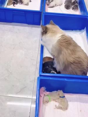 A post by @singlejingel on TikTok caption: She enjoyed being a mother ❤️❤️#fyp #funny #catmombabies