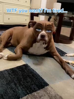 A post by @bella_the_pit_bull on TikTok caption: lol this effect! #dogs #petsontiktok #bella #cartoonface