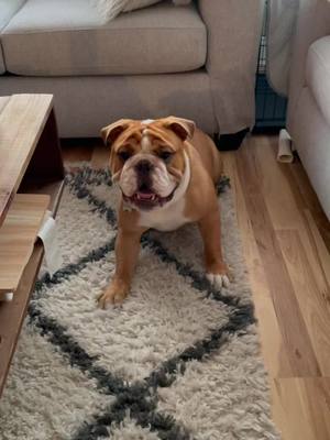 A post by @porkybeans_thebulldog on TikTok caption: It’s confirmed I am a bit much #fypシ #bulldog #dogsoftiktok #englishbulldog