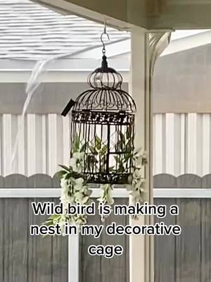 A post by @feralfemme on TikTok caption: A wild bird decided to make a home in my decorative cage 🥰#bird #wildlife #nest