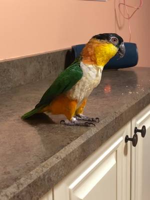 A post by @therealgerlt on TikTok caption: Chicken #caique #bird #birdsoftiktok