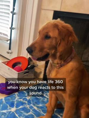 A post by @stellaandnelliee on TikTok caption: She knows what it means #life360 #HotwireHotelGoals #puppiesoftiktok #goldenretrieverlife #stellathegolden #stella #fyp #goldenretriever #golden