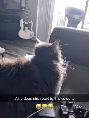 A post by @deafwhite_kitty on TikTok caption: #catsoftiktok #funny