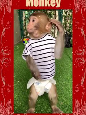 A post by @wbml1 on TikTok caption: #monkey #animals