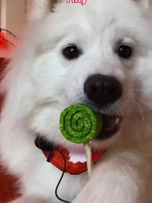 A post by @funnypets96 on TikTok caption: #greenscreenvideo Small boi#dogs #cute #cutedog #dogsoftiktok #pet #puppy