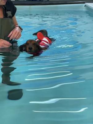 A post by @nemotripawdsausag on TikTok caption: When your three legged dachshund called Nemo gets a clownfish harness and the world is a better place.