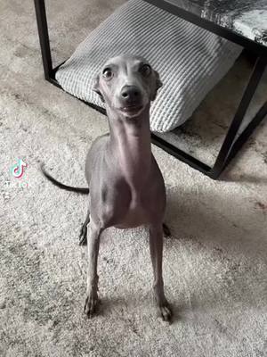 A post by @linatheiggy on TikTok caption: We do not talk about it#italiangreyhound #dogsoftiktok #iggytok #fyp #parati