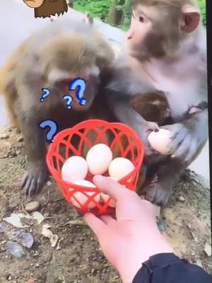 A post by @user5739123524987 on TikTok caption: When you give the monkey some eggs 🥚 #monkey #pet #animals #funny #eggs #cute