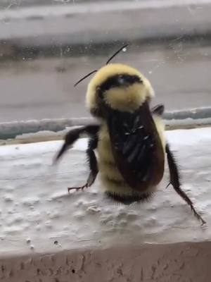 A post by @funnypets96 on TikTok caption: #greenscreenvideo Bee dance 💃 🕺 #dancing #dancer #bee #funnyy #fypシ #foryou