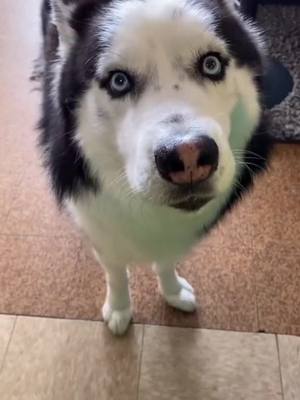 A post by @funnypets96 on TikTok caption: #greenscreenvideo The nose wiggle🤣#cute #dogs #husky #fypシ #dogsoftiktok