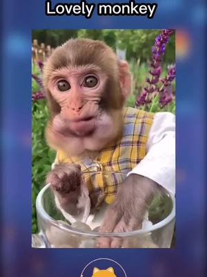 A post by @wbml1 on TikTok caption: #monkey #foryou #animals