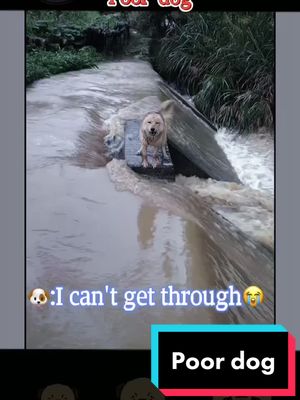 A post by @love86886 on TikTok caption: It rained heavily yesterday.I can't see a dog by the river😭It's pathetic😭😭Will you help it?#Poordog #dogs #dogsoftiktok #dogtiktok #friends