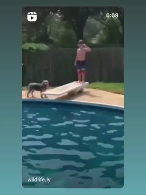 A post by @dogs_love888 on TikTok caption: #dogwater #cate #pittbull #dogsound #dogsvideo #petlover #dogsfunny