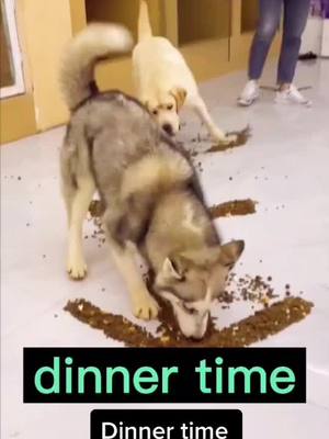 A post by @fjh611a on TikTok caption: Dinner time 🥺#pet #foryou #dog #cute