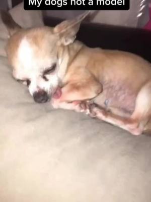 A post by @tt5hfg on TikTok caption: #pet