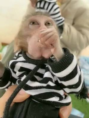 A post by @illimeak on TikTok caption: #monkey #foryou #pet